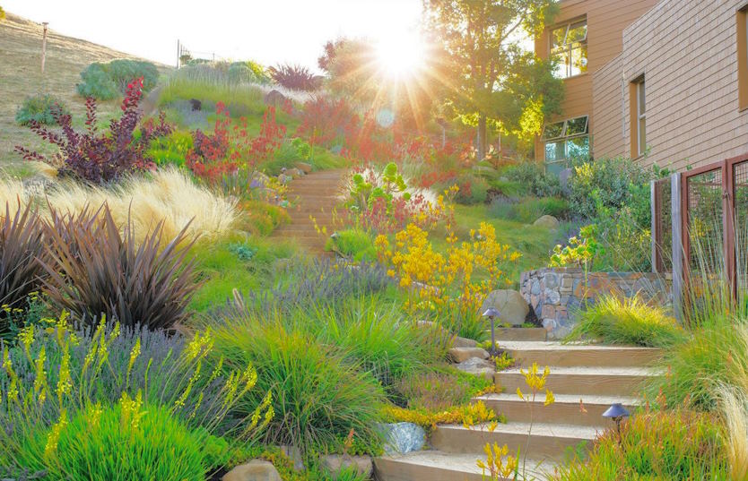 Creating a Drought-Tolerant Landscape in Dry Climates